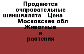 Продаются очпровательные шиншиллята › Цена ­ 3 000 - Московская обл. Животные и растения » Грызуны и Рептилии   . Московская обл.